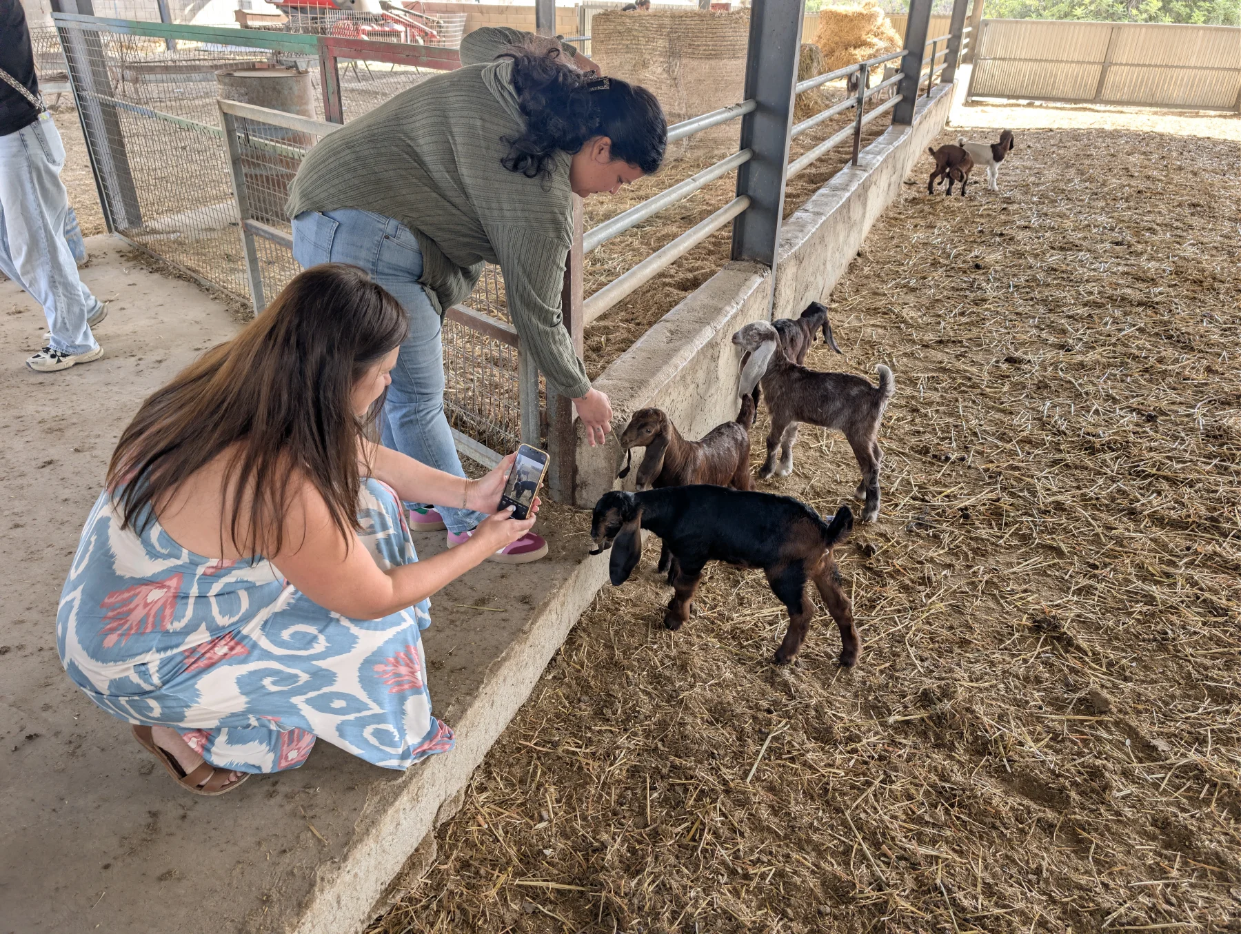 Halloumi Making Workshop 2