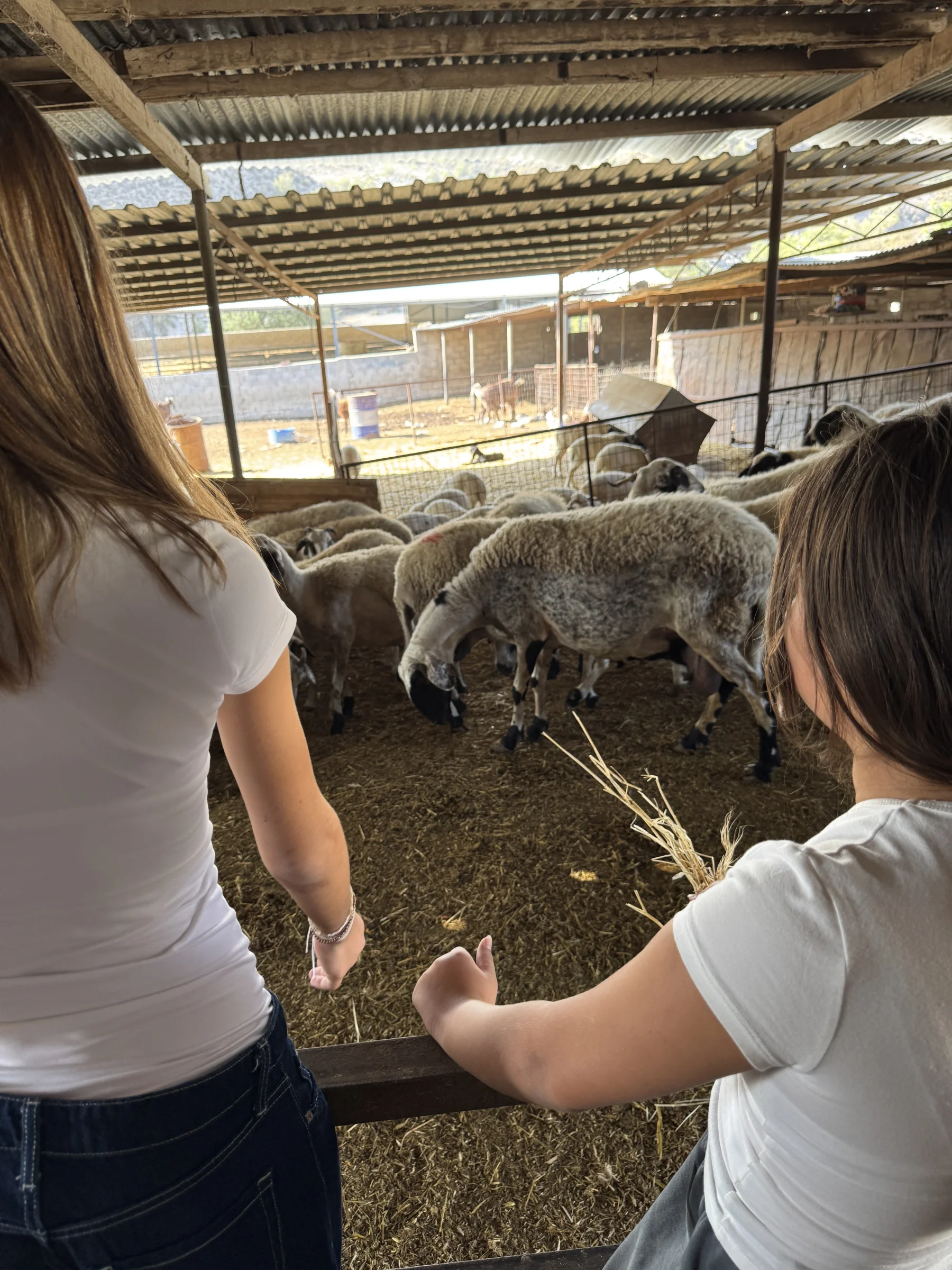 Halloumi Making Workshop 3